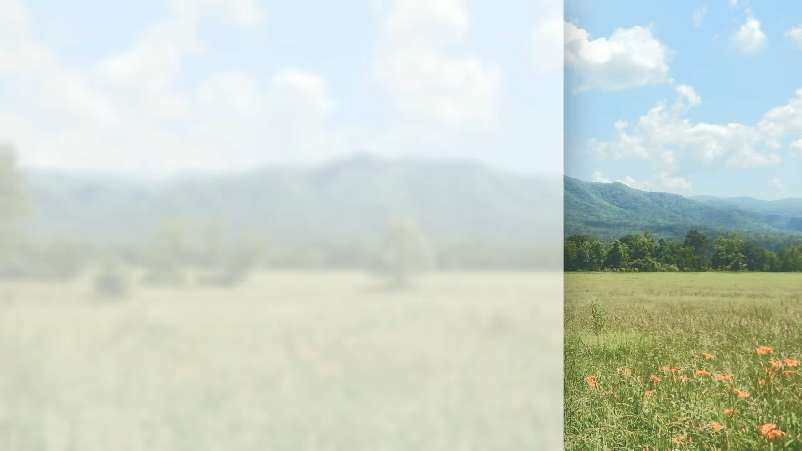 다시가 바라보는 세상의 시선