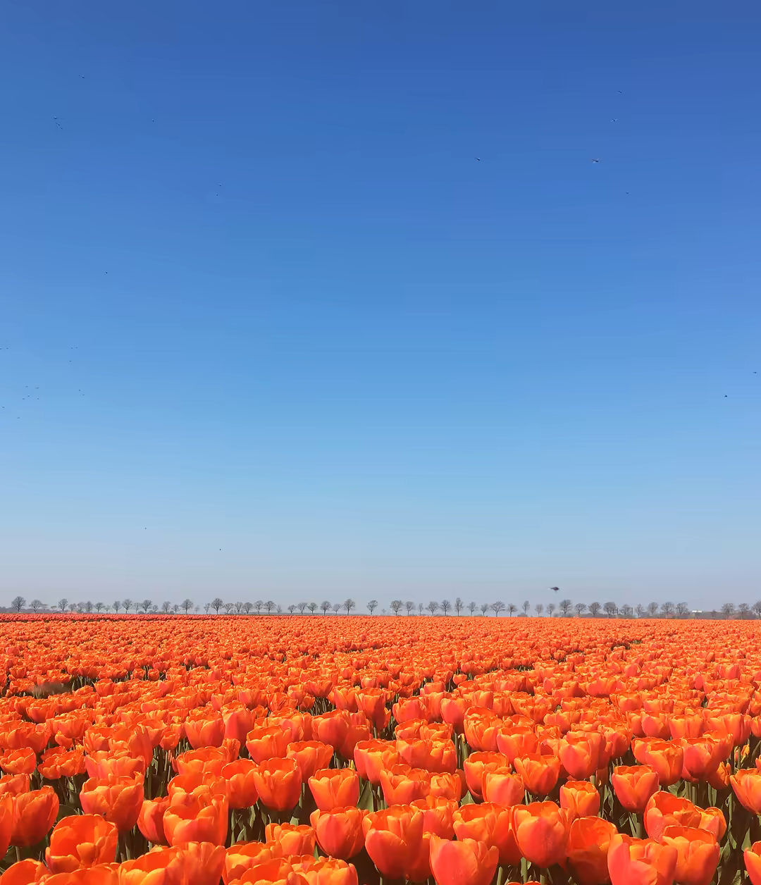 다시가 바라보는 세상의 시선